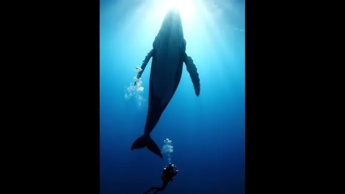 免费gv在线观看网址 - 深蓝星球：探索海洋深处的未知世界